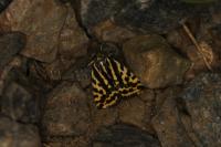 Emmelia trabealis