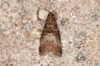 Acrobasis advenella