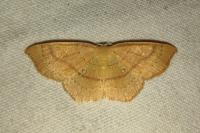 Cyclophora linearia