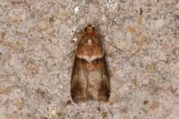 Acrobasis tumidana