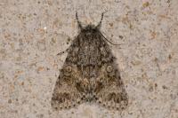 Acronicta megacephala