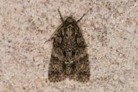 Acronicta rumicis