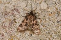 Aglossa caprealis