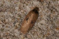 Agonopterix subpropinquella