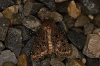Agrotis bigramma