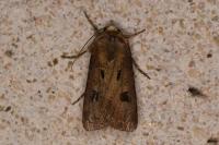 Agrotis exclamationis