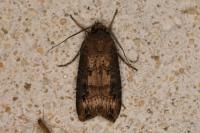 Agrotis ipsilon