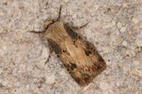 Agrotis puta