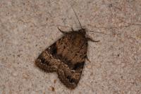 Amphipyra pyramidea