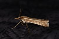 Ancylolomia tentaculella