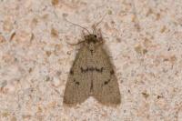 Apaidia mesogona
