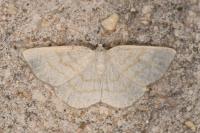 Cabera exanthemata