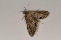 Cataclysta lemnata
