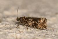 Celypha lacunana