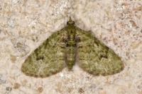 Chloroclystis v-ata