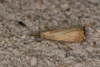 Chrysoteuchia culmella