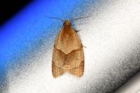 Clepsis rurinana