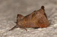 Clostera pigra