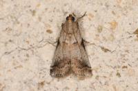 Acrobasis fallouella/glaucella