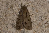 Acronicta psi/tridens