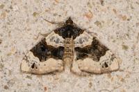 Cosmorhoe ocellata