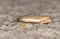 Crambus pascuella