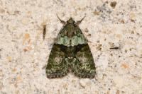 Cryphia algae