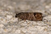 Cydia pomonella
