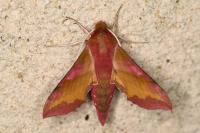 Deilephila porcellus