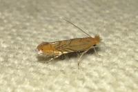 Phyllonorycter messaniella