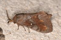 Dendrolimus pini