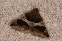 Dysgonia algira