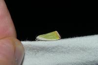 Earias clorana