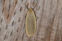 Collita griseola
