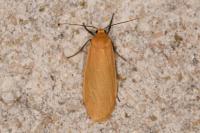 Wittia sororcula