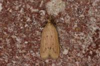 Ematheudes punctella