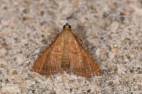 Endotricha flammealis