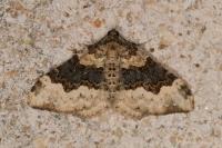 Epirrhoe galiata