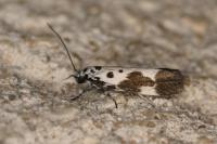 Ethmia quadrillella