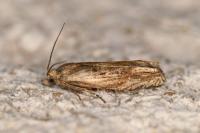 Eucosma cana