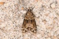 Eudonia mercurella