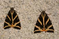 Euplagia quadripunctaria