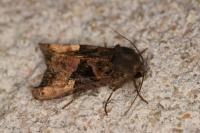 Euplexia lucipara