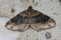 Xanthorhoe ferrugata