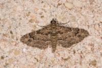 Gymnoscelis rufifasciata