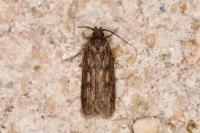 Hofmannophila pseudospretella