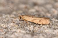 Homoeosoma sinuella