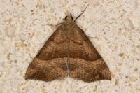 Hypena proboscidalis