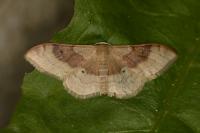 Idaea degeneraria