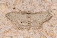 Idaea seriata